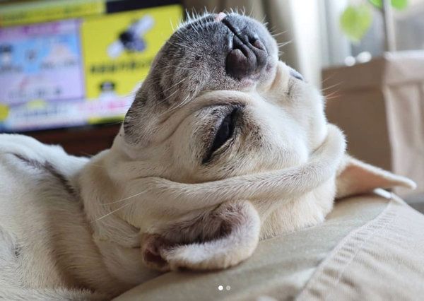ごろ〜んと寝転がるフレンチ・ブルドッグ