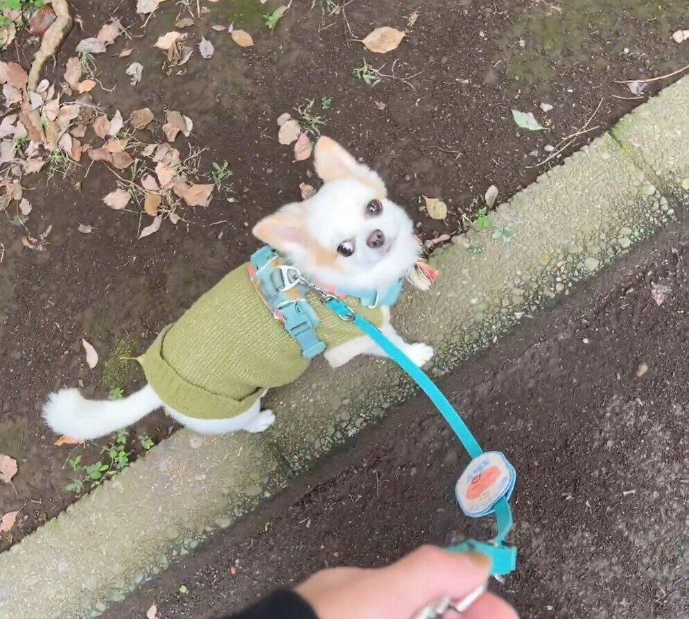 飼い主さんを見つめるいずも丸くん