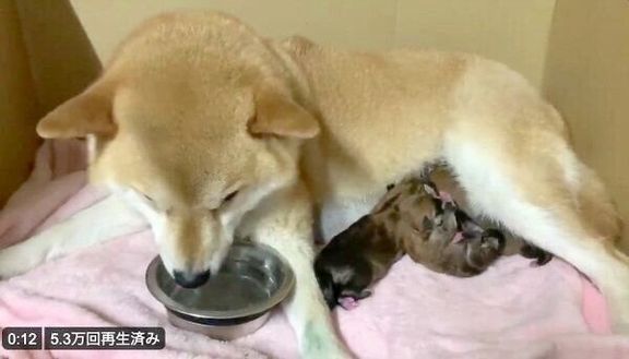 子犬たちに母乳をあげるみかんちゃん