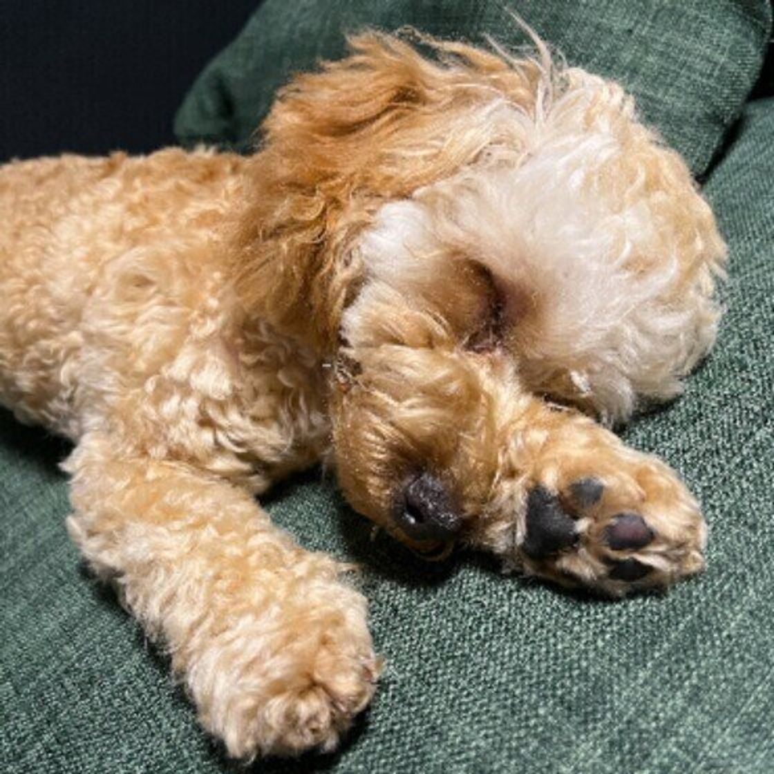 犬が自分のおしりのニオイを嗅ぐ理由は 過剰に気にする場合は要注意 いぬのきもちweb Magazine 犬が自分のおしりのニオイを嗅ぐ理由は 過剰に気にする場合は要注意 いぬのきもちweb Magazine