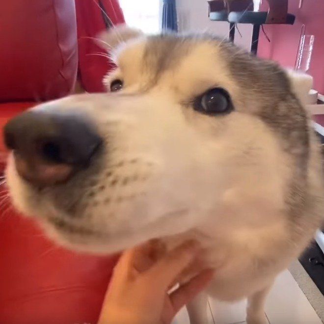 シベリアン・ハスキーのアップ