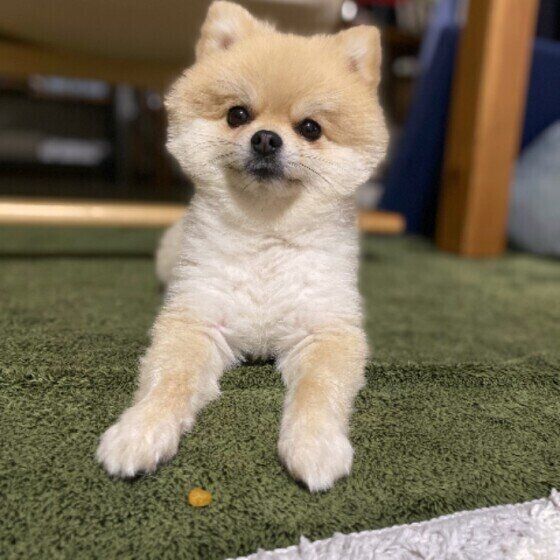 伏せをするポメラニアン
