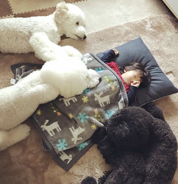 スタンダード・プードルと女の子