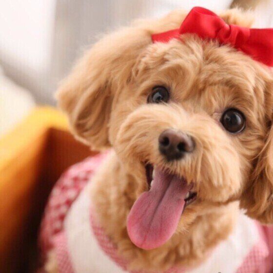 メルティちゃん