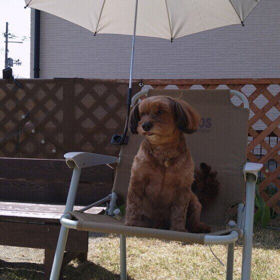 小型犬のモカちゃん