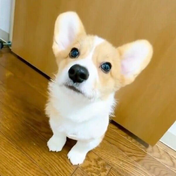 飼い主さんの「お手」を待つ柊くん