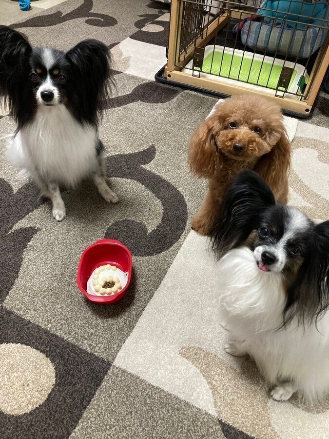 テスちゃん（6才）タックちゃん（5才）らむちゃん（3才）