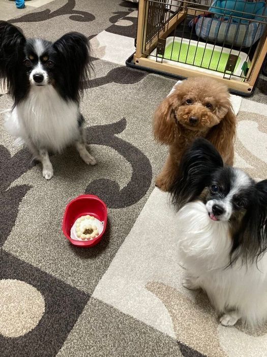 テスちゃん(6才)タックちゃん(5才)らむちゃん(3才)