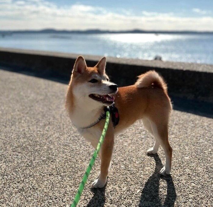 お出かけを楽しむたまごちゃん