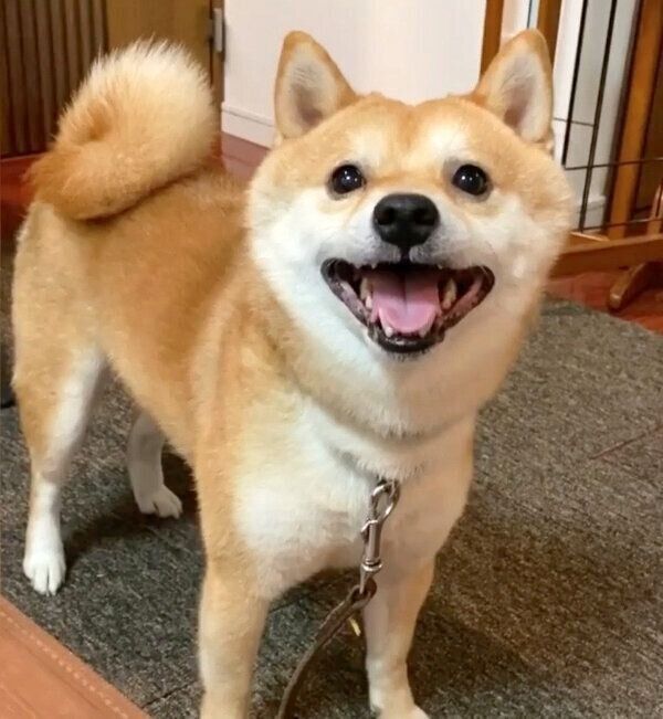 笑顔の豆千代くん