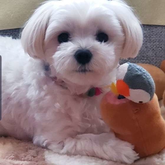 おもちゃで遊ぶマルチーズ