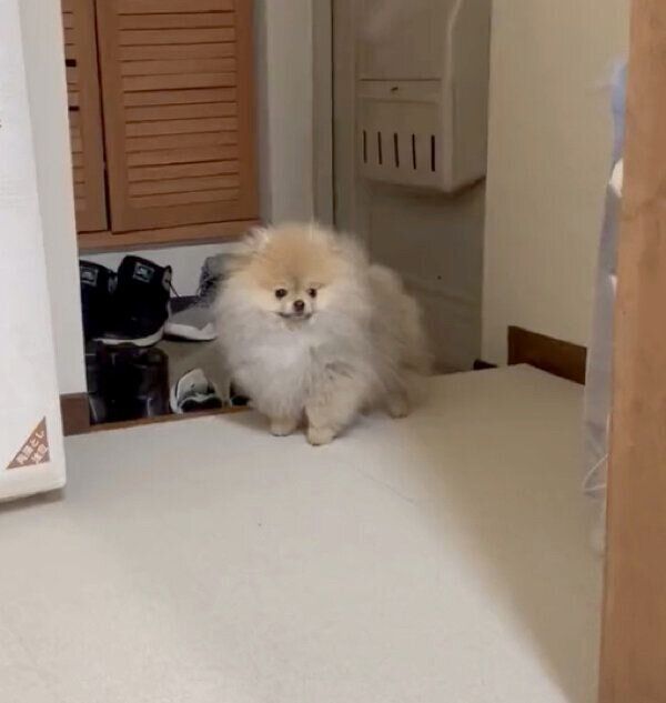 パパさんのことを待つなごみちゃん