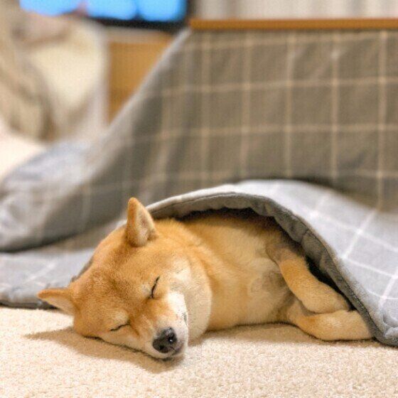 眠る柴犬