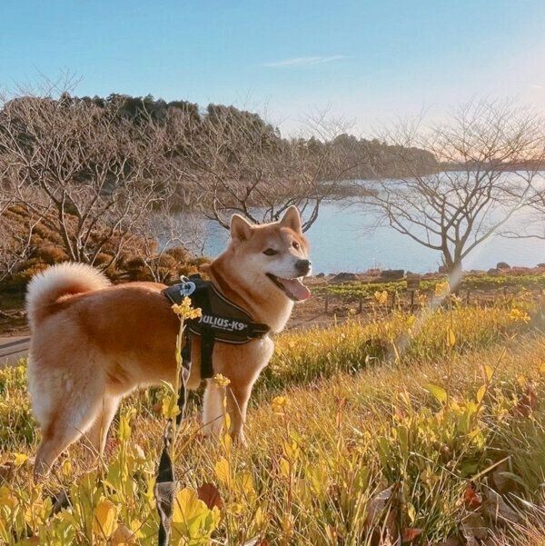 楽しそうな栗太郎くん