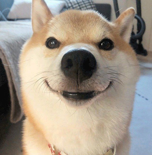 微笑むこてつくん