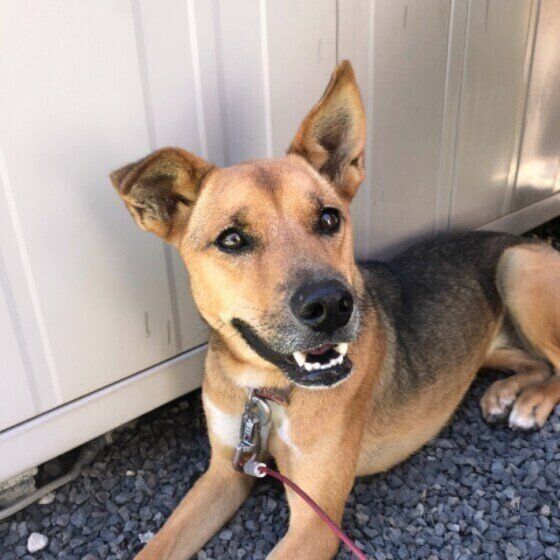 外で笑顔を見せるMIX犬