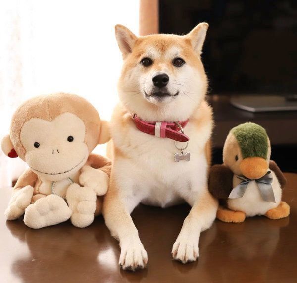 ぬいぐるみが好きな柴犬