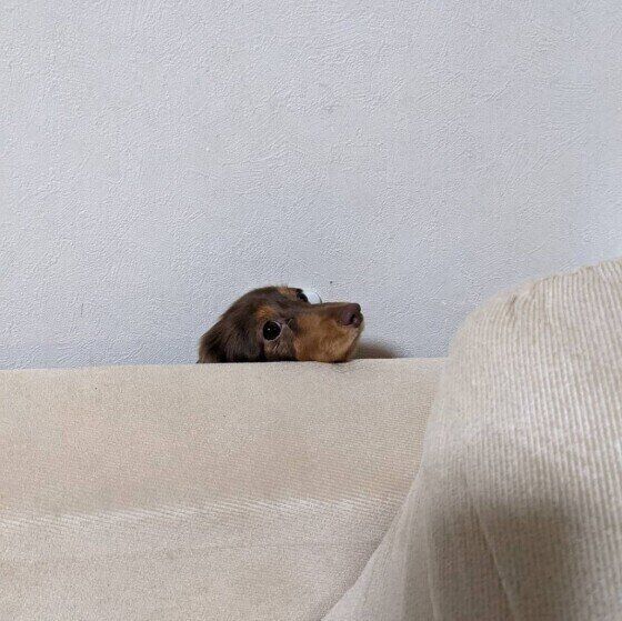 カニーンヘン・ダックスフンドのラテくん