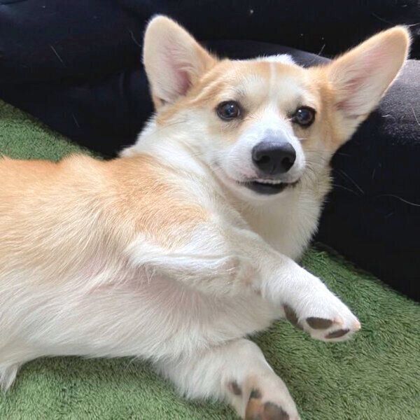 「もっとなでて」という表情をするくまくん