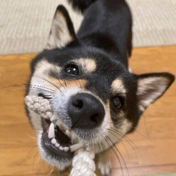 柴犬 引っ張り