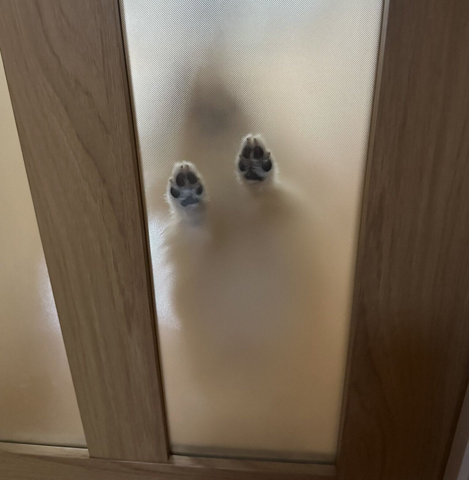 飼い主さんを出迎える愛犬の姿