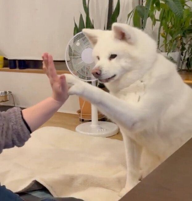 ハイタッチをするまゆちゃん