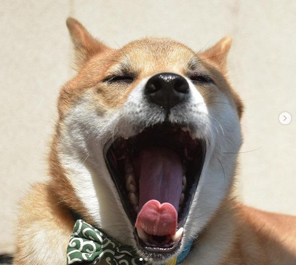 あくびする柴犬