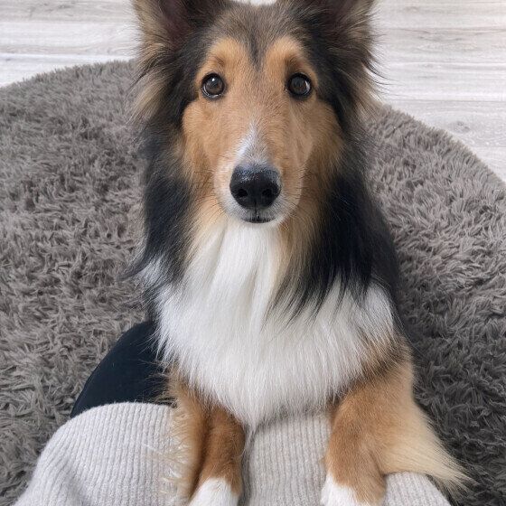 犬の成犬期からシニア期で気を付けたい病気3選 シェットランド・シープドッグ いぬのきもち