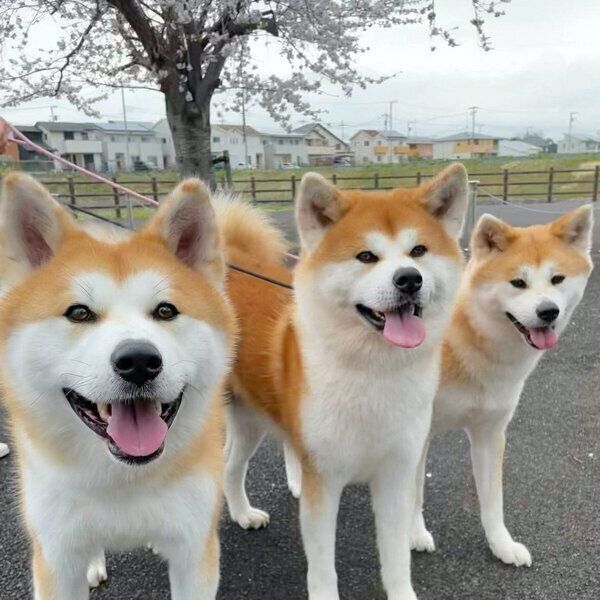 お散歩を楽しむ薫くん、兄犬・縁(ゆえん)くん、姉犬・庵(いおり)ちゃん