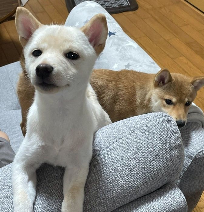 生後4カ月のころに撮影したももちゃん、さくらちゃん