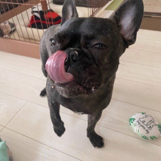 フレンチ・ブルドッグ　おこげ  完食