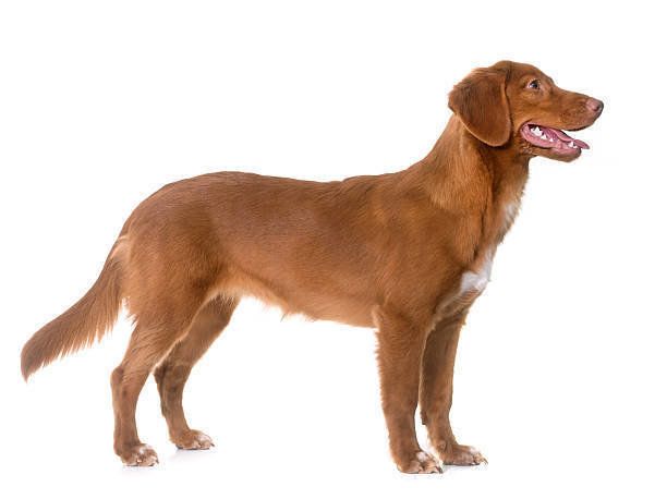 ノヴァ・スコシア・ダック・トーリング・レトリーバー