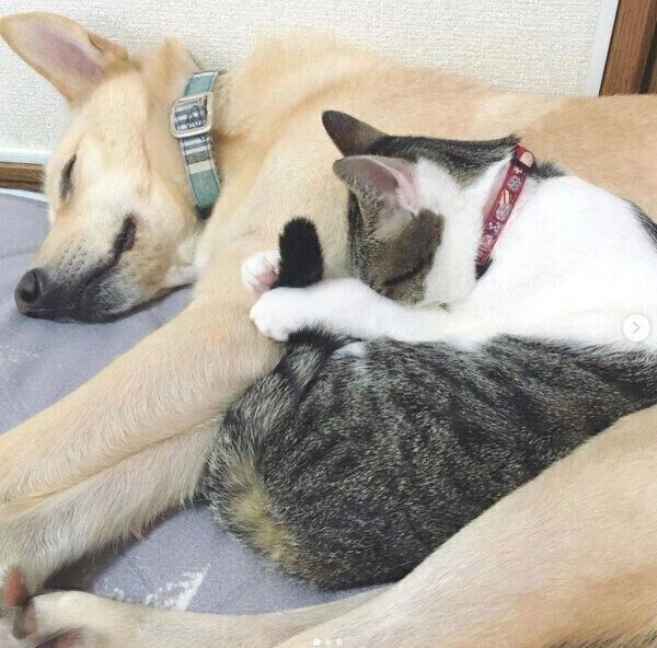 仲良く眠るくるりちゃんとななちゃん