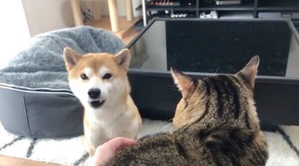 「ニャーン！」と鳴くゆうくん