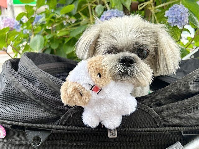 シーズー犬マンガてんぽshihtzu