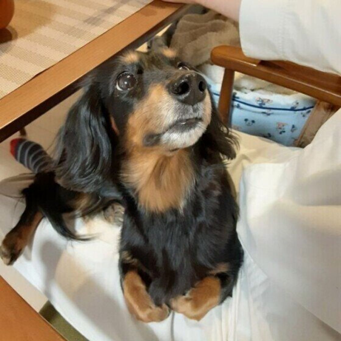 口周り は第2位 犬が飼い主の体でなめるのが好きな場所をランキング調査 いぬのきもちweb Magazine 口周り は第2位 犬が飼い主の体でなめるのが好きな場所をランキング調査 いぬのきもちweb Magazine