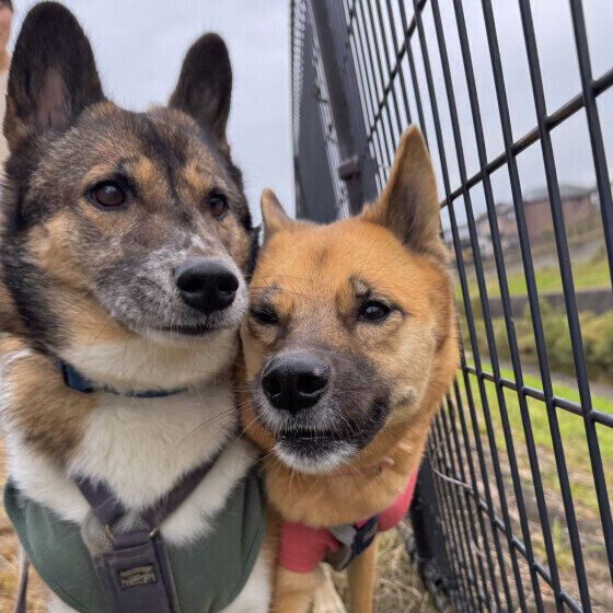 2頭でぴったんこ