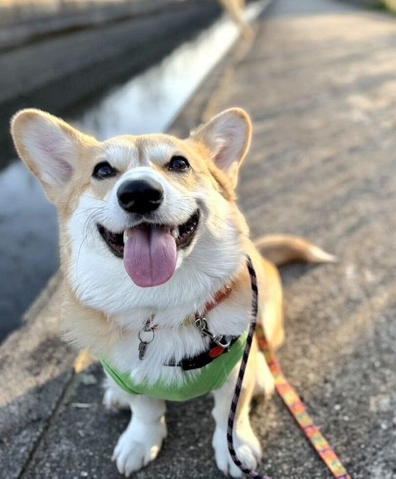 1才になったコーギー
