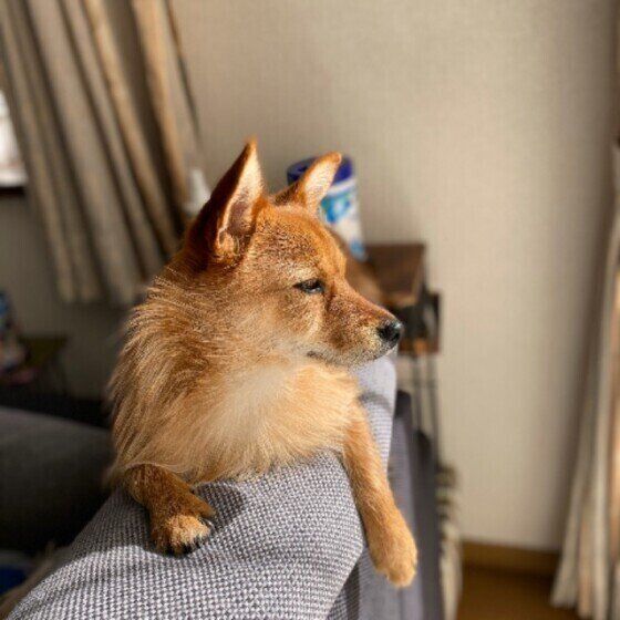 犬にテリトリーがあるのは良いの悪いの？ 獣医師に聞いてみた  いぬのきもち