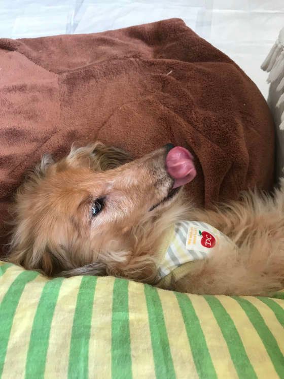 シニア犬、ミニチュア・ダックスフンドのももじろう