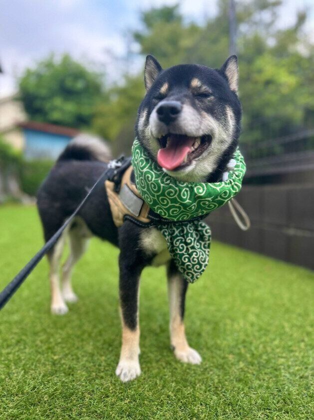 朝散歩中の柴犬