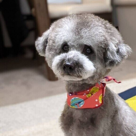 トリミングしたてのトイ・プードル