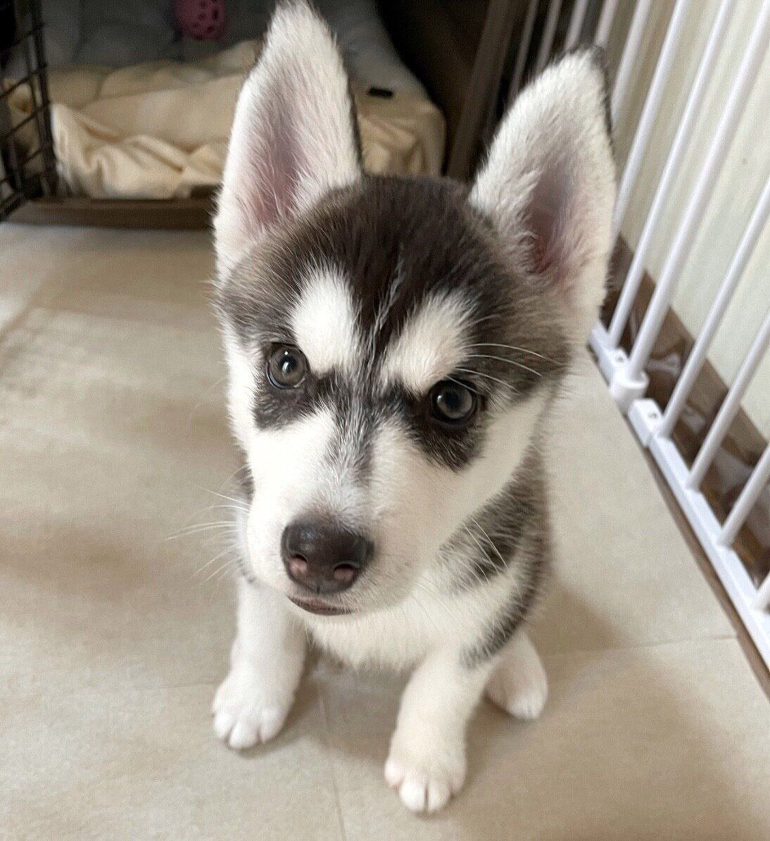 見つめるウカちゃん