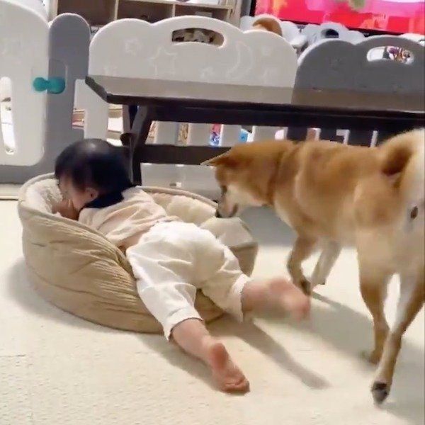 妹ちゃんに住処を占拠されたりんご郎くん