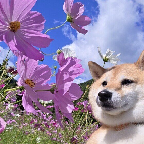 コスモスと犬