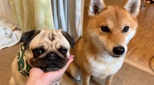 飼い主さんの手のひらにアゴ乗せするラルくんとアキちゃん