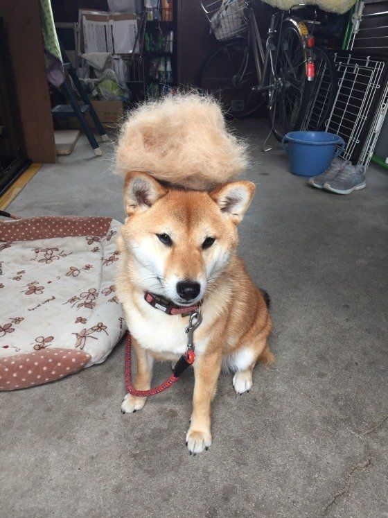 ふわふわの毛を乗せている柴犬