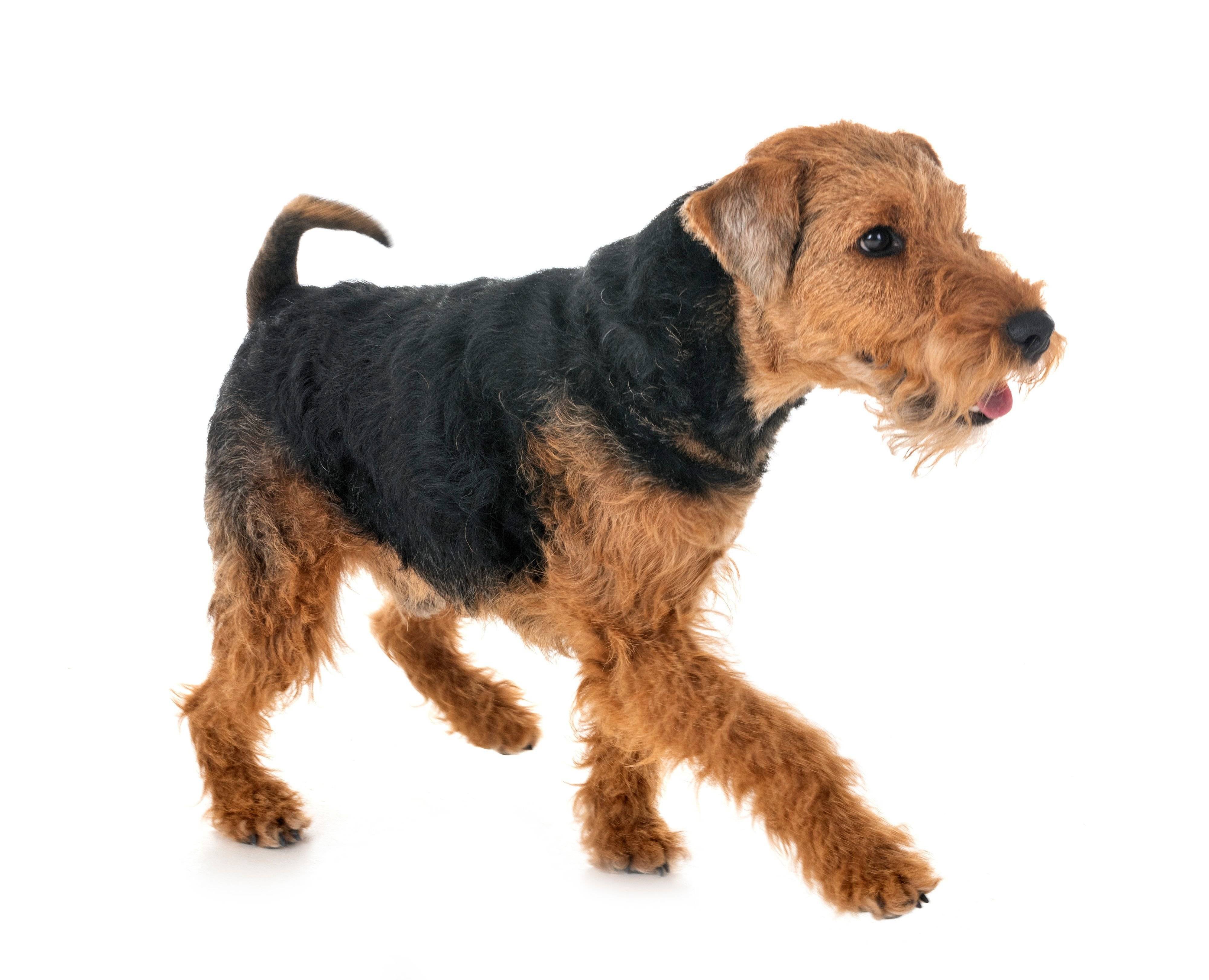 ウェルシュ・テリア