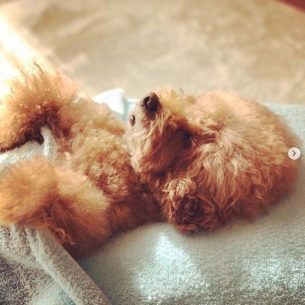 人間みたいなトイ・プードル