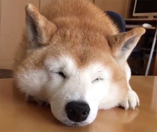 眠そうなロペさん